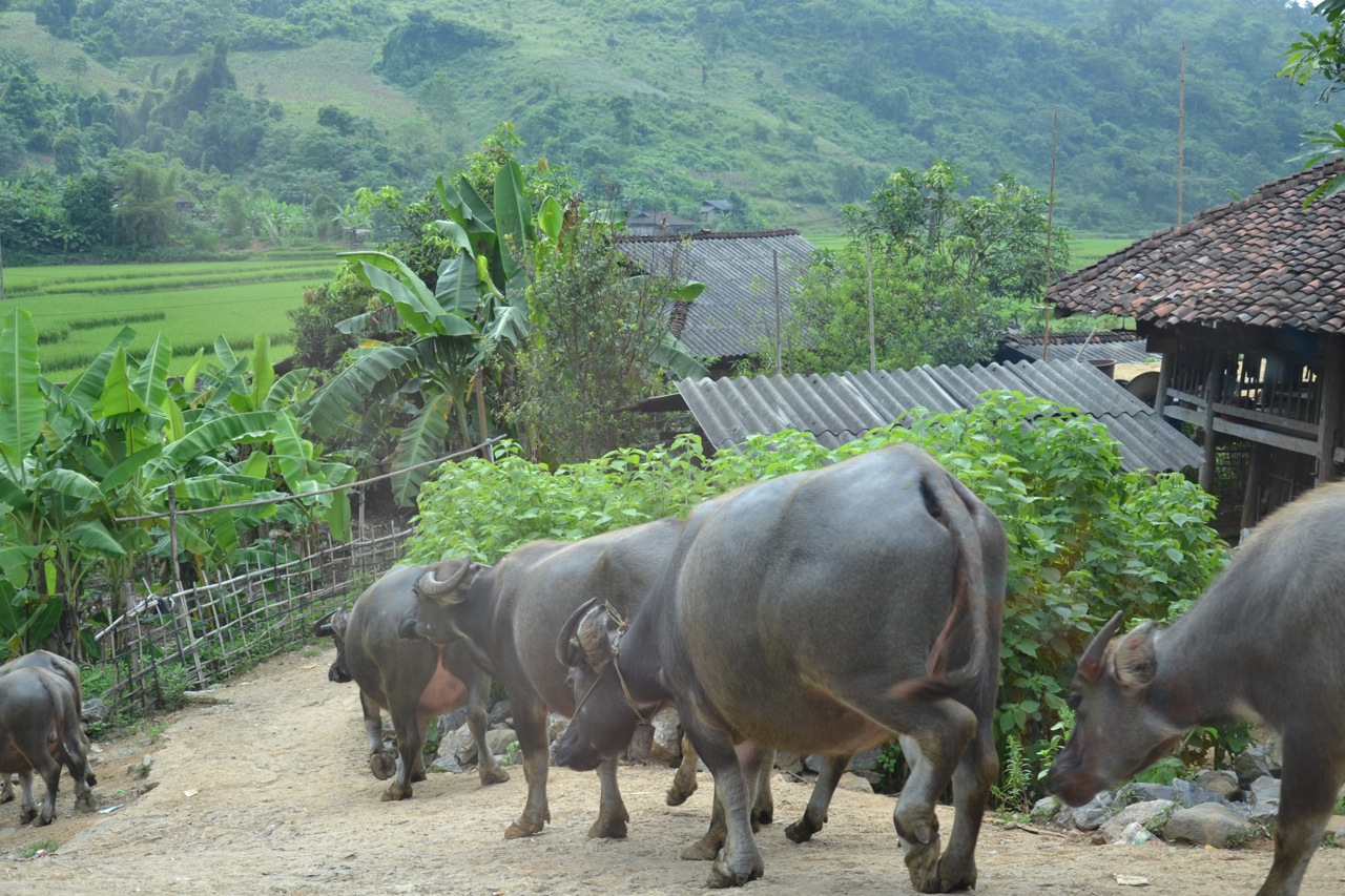 Am 15. September 2016 besuchte das Team der LOAN Stiftung die Gemeinde Ca Thanh, Provinz Cao Bang, Nordvietnam.