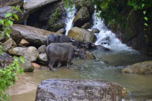 LOAN Stiftung in Hoang Su Phi