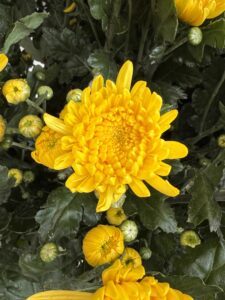 IMG_6169 (1)