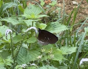 IMG_6486 (1)