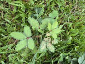 IMG_6547 (1)