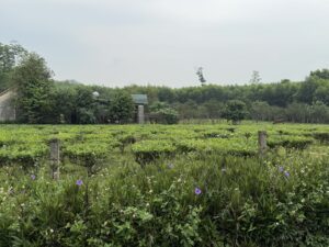 IMG_6593 (1)