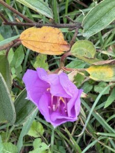 IMG_6688 (1)