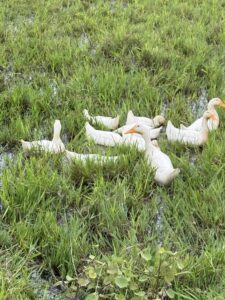 IMG_6691 (1)