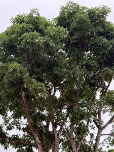 IMG_6779 (1)