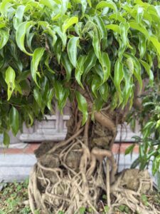 IMG_6781 (1)