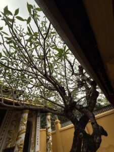 IMG_6817