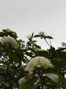 IMG_6822