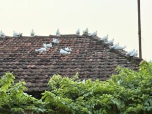 IMG_7206