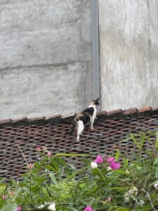 IMG_7384